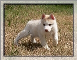 Siberian Husky, Szczeniak